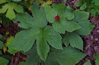 Goldenseal Hydrastis canadensis